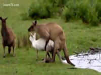 Brown and White Kangaroos had a Sweet animal sex